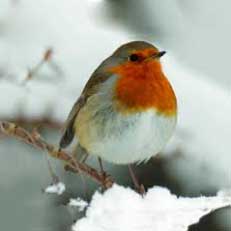 Looking after birds in your garden - blog by Burston Garden Centre