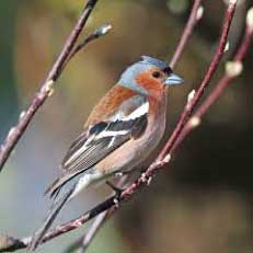 Looking after birds in your garden - blog by Burston Garden Centre