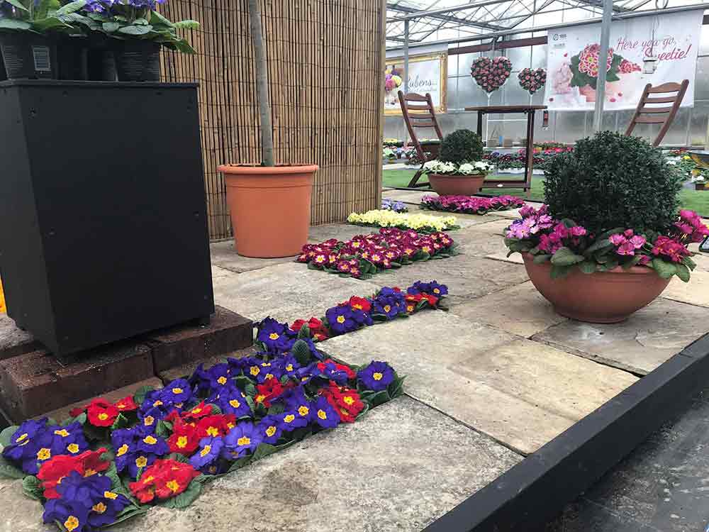 Primrose Festival Burston Garden Centre