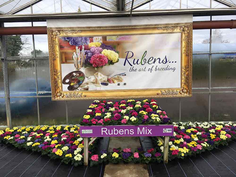 Primrose Festival Burston Garden Centre