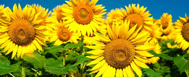 Sunflower Growing Competition at Burston Garden Centre