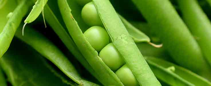 Grow Your Own Peas - Burston Garden Blog