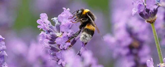 Love Your Bees Day at Burston Garden Centre