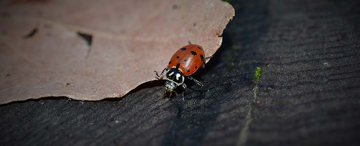 Make Your Own Wildlife Home - Burston Blog