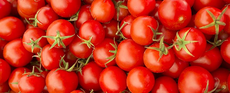 Growing Tomatoes - Burston Garden Centre Blog