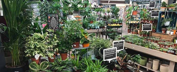 House Plants Blog