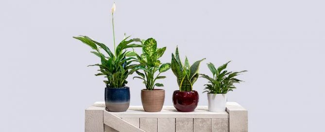 House Plants Blog