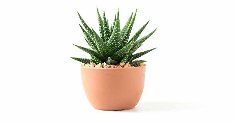 Aloe House Plant
