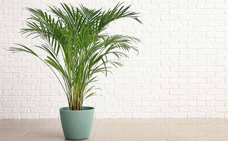 Areca Palm House Plant 