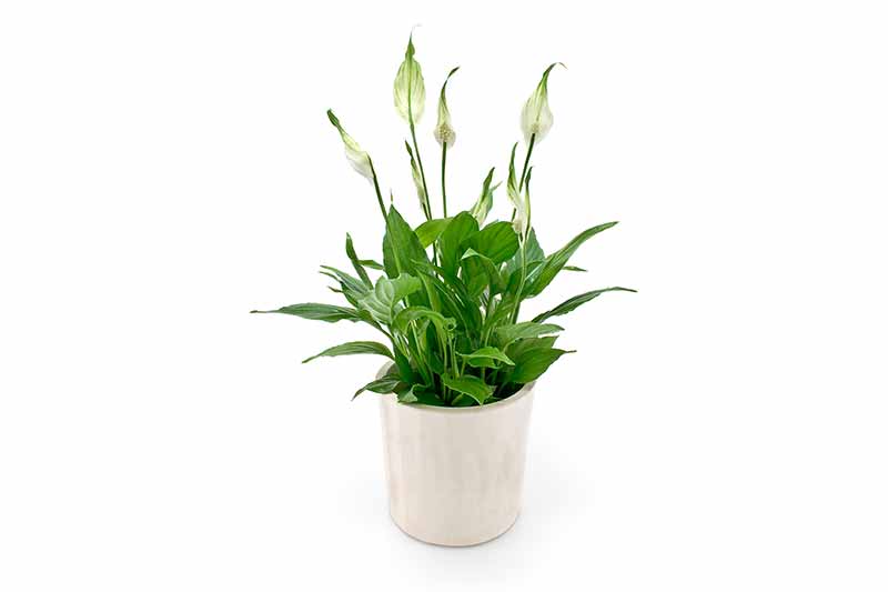 House Plants Spathiphyllum Peace Lily