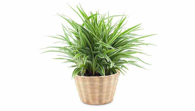 House Plant - Spider Plant