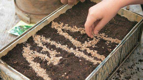 Kids Corner - Plant your name in seeds