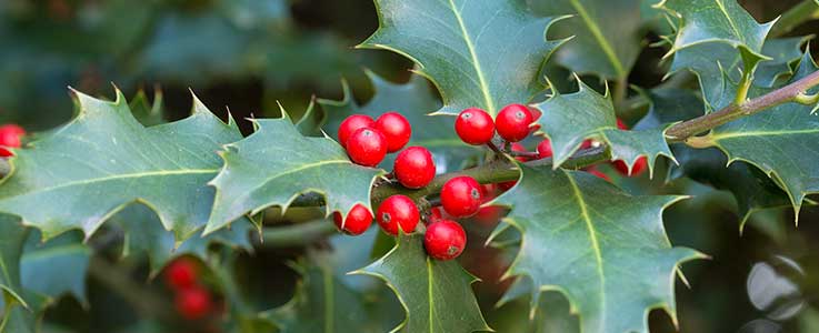 Natures time to plant - Burston Garden Centre