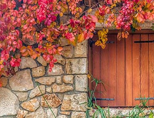 Jobs to do in the Garden in October 2023