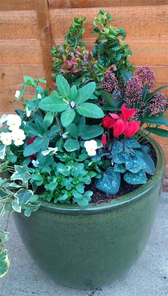 Simple plants arrangement - perfect for a semi shady front door