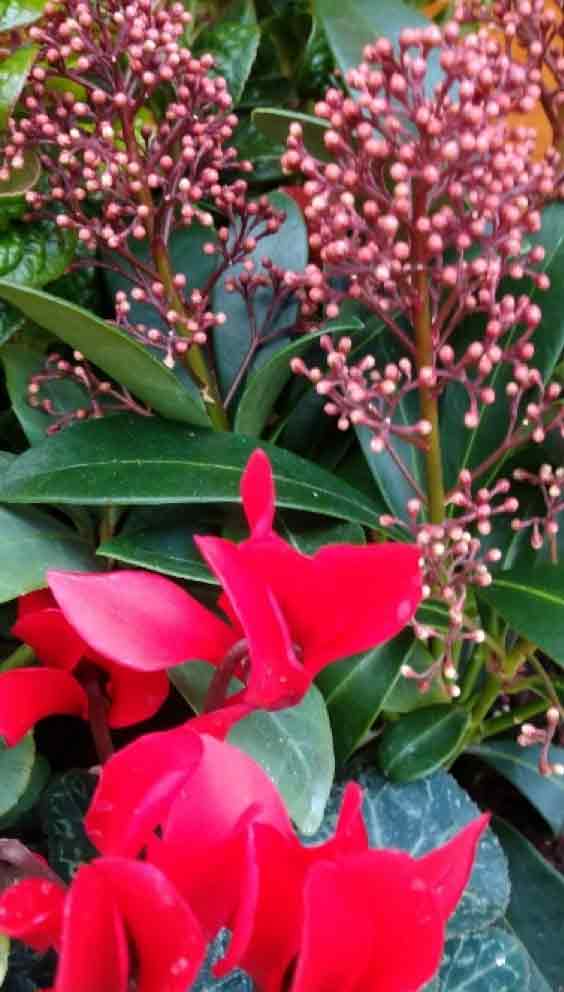 Patio cyclamen backed with Skimmia japonica and Leucothoe Curley Red