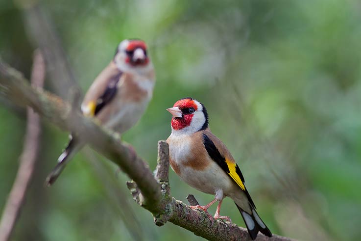 THE RSPB BIG GARDEN BIRD WATCH