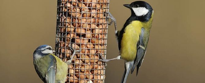 THE RSPB BIG GARDEN BIRD WATCH