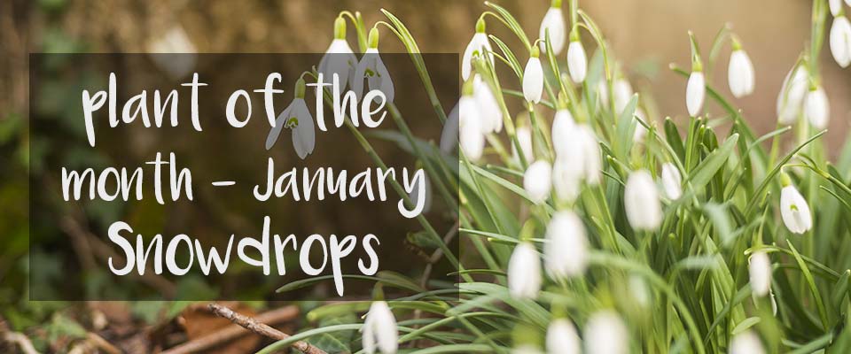 POTM at Burston – January – Snowdrops POTM at Burston - January - Snowdrops