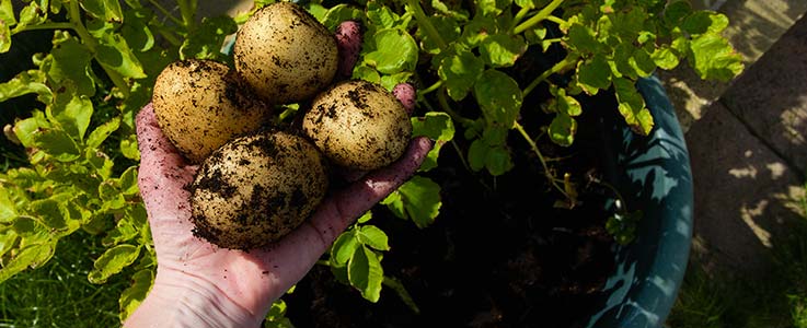 You Can Grow Your Own Vegetables with Potato Grow Bags Instead of a Garden  and I Am Trying It Kids Activities Blog