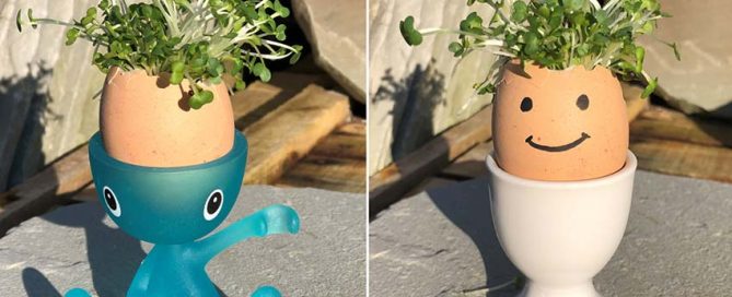 Kids Corner: How to Make A Cress Head