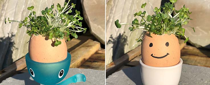 Kids Corner: How to Make A Cress Head