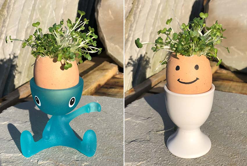 Kids Corner: How to Make A Cress Head