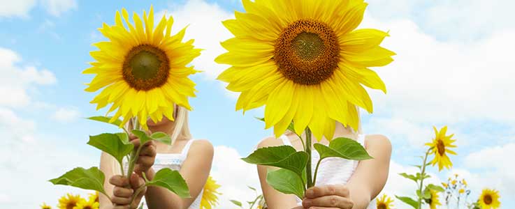 Kids Corner: Sunflower Growing