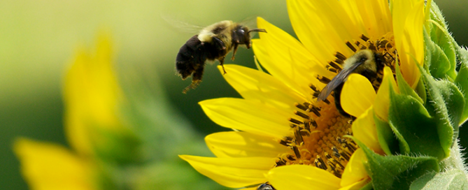Kids Corner: How To Grow A Sunflower