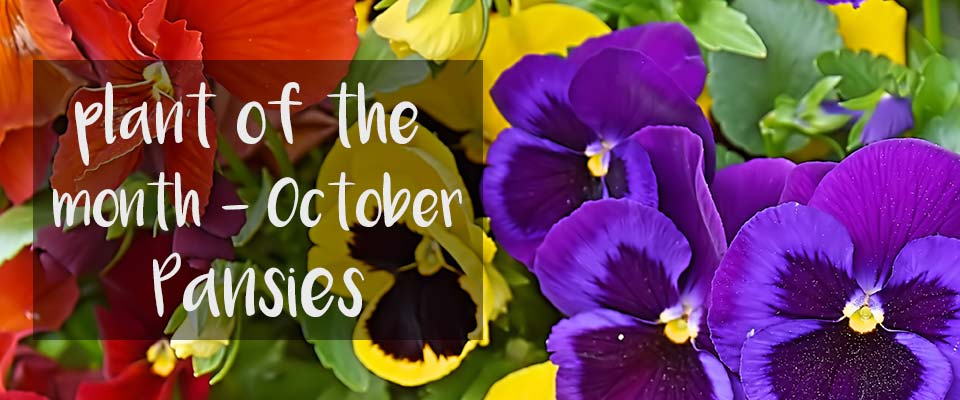 potm-oct-20 October House Plant of the Month at Burston Garden Centre