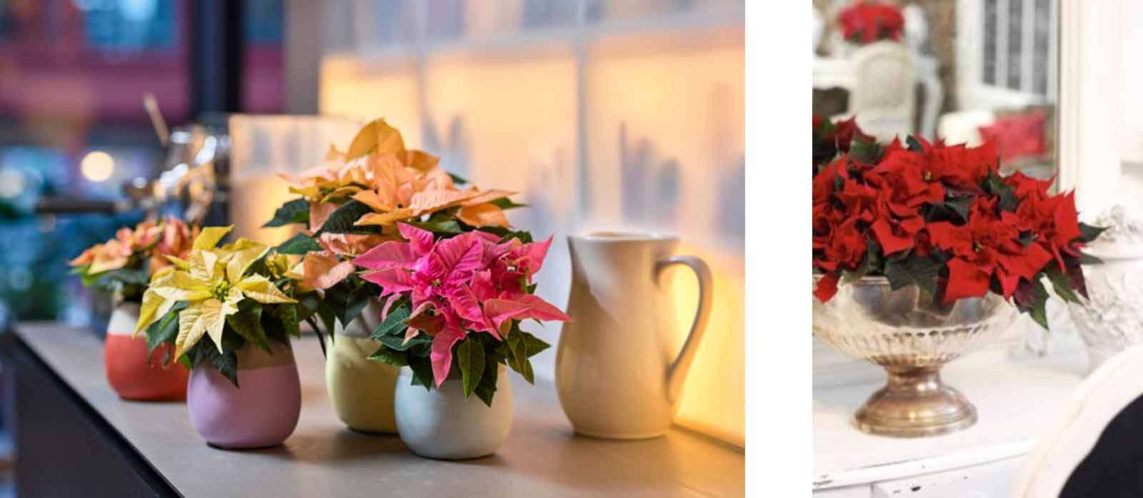 poinsettia-blog
