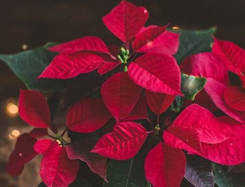 How to Choose and Care for your Poinsettia