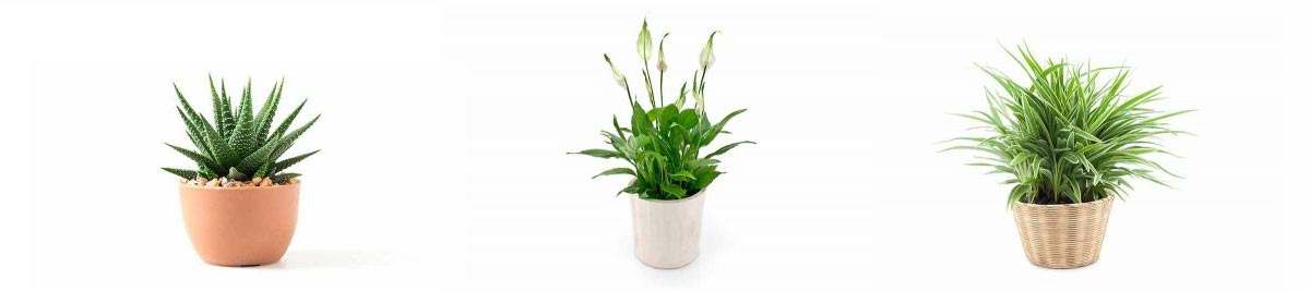 house-plants-blog-2021