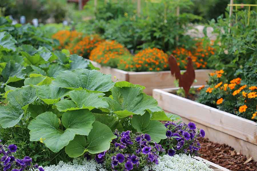 Start Your Kitchen Garden Today Start Your Kitchen Garden Today