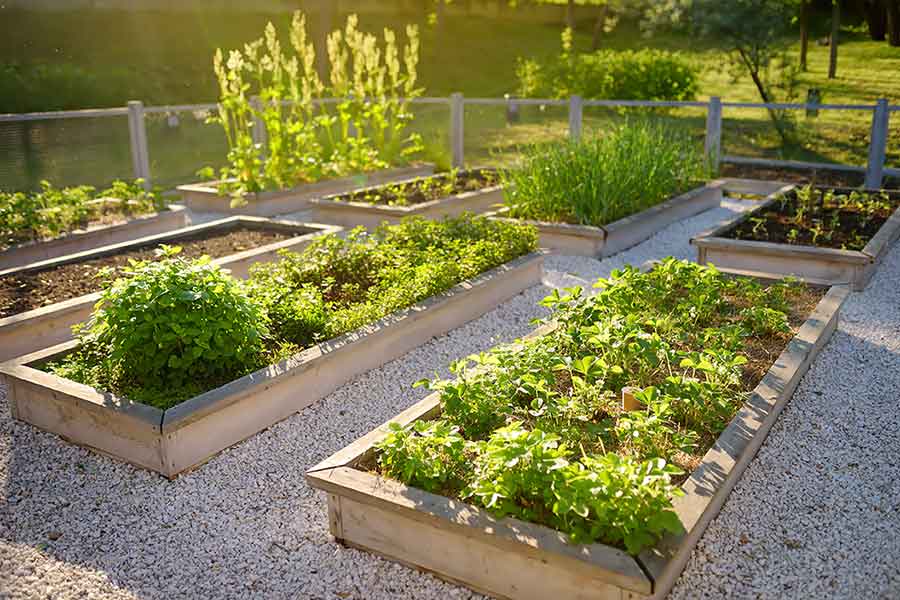 Start Your Kitchen Garden Today