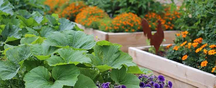 Start Your Kitchen Garden Today