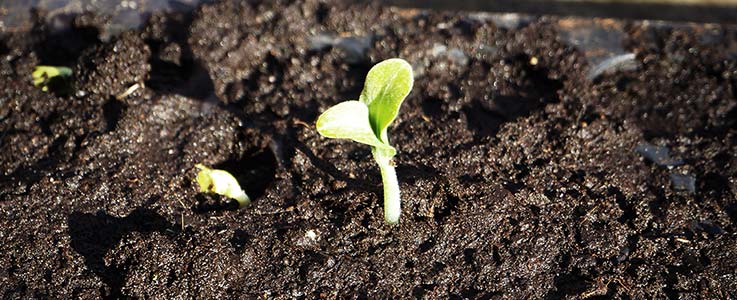 How to grow a pumpkin for Halloween - Burston Blog