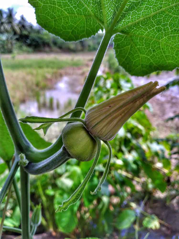 How to grow a pumpkin for Halloween - Burston Blog