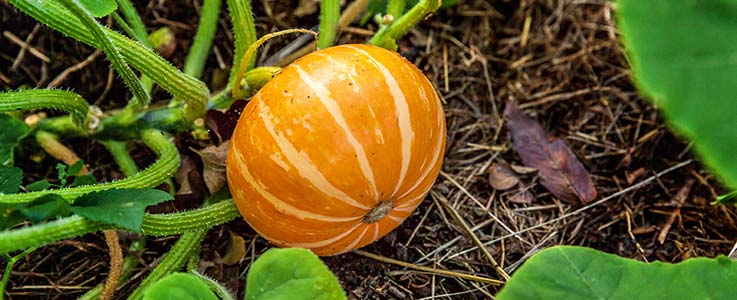 How to grow a pumpkin for Halloween - Burston Blog