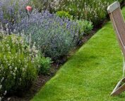 Gardening jobs to be getting on with in August