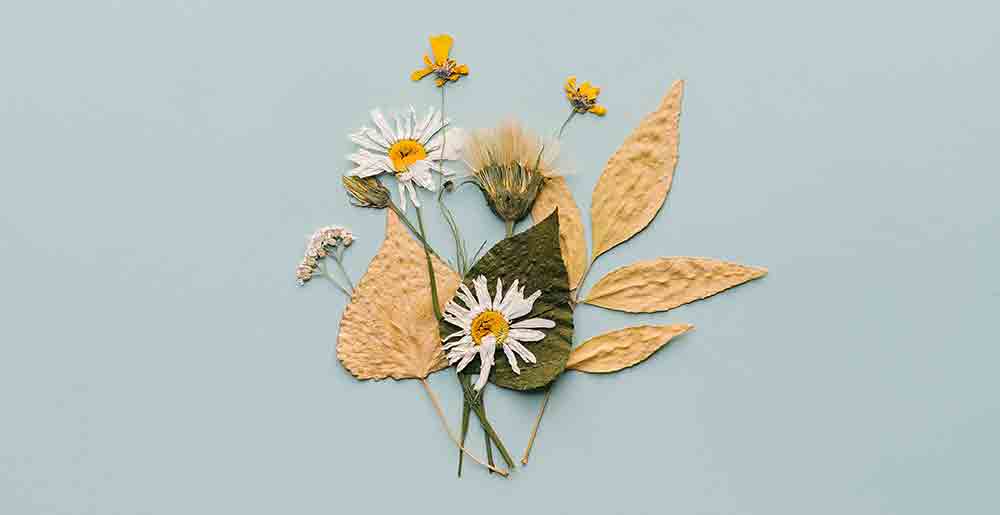 pressed-daisies-burston-kids-corner-blog-1
