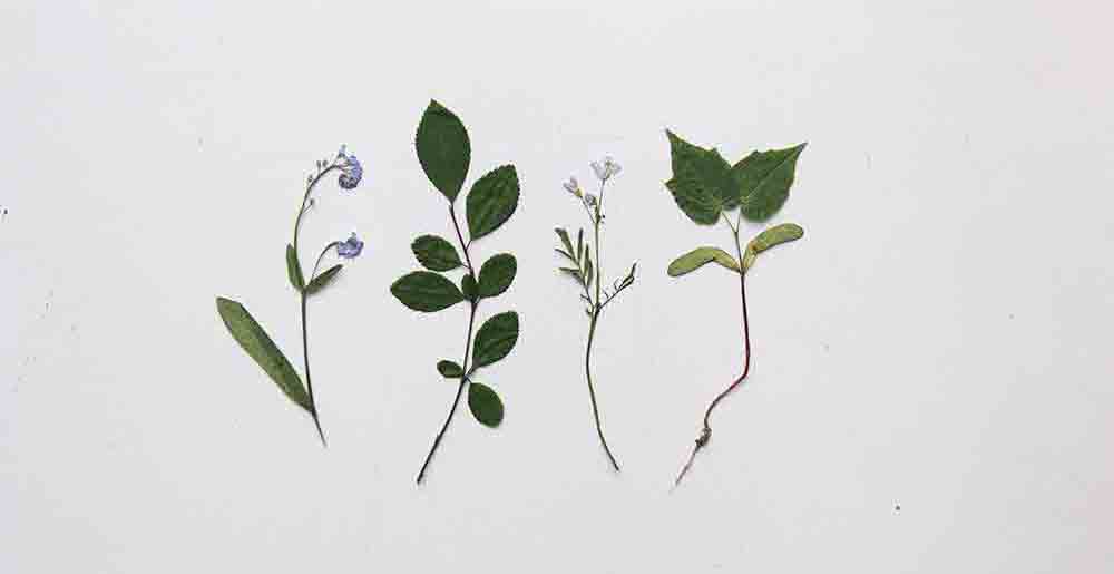 pressed-flowers-and-leaves-burston-kids-corner-blog-1