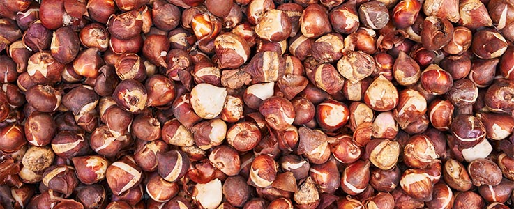 sping-flowering-bulbs0737x300