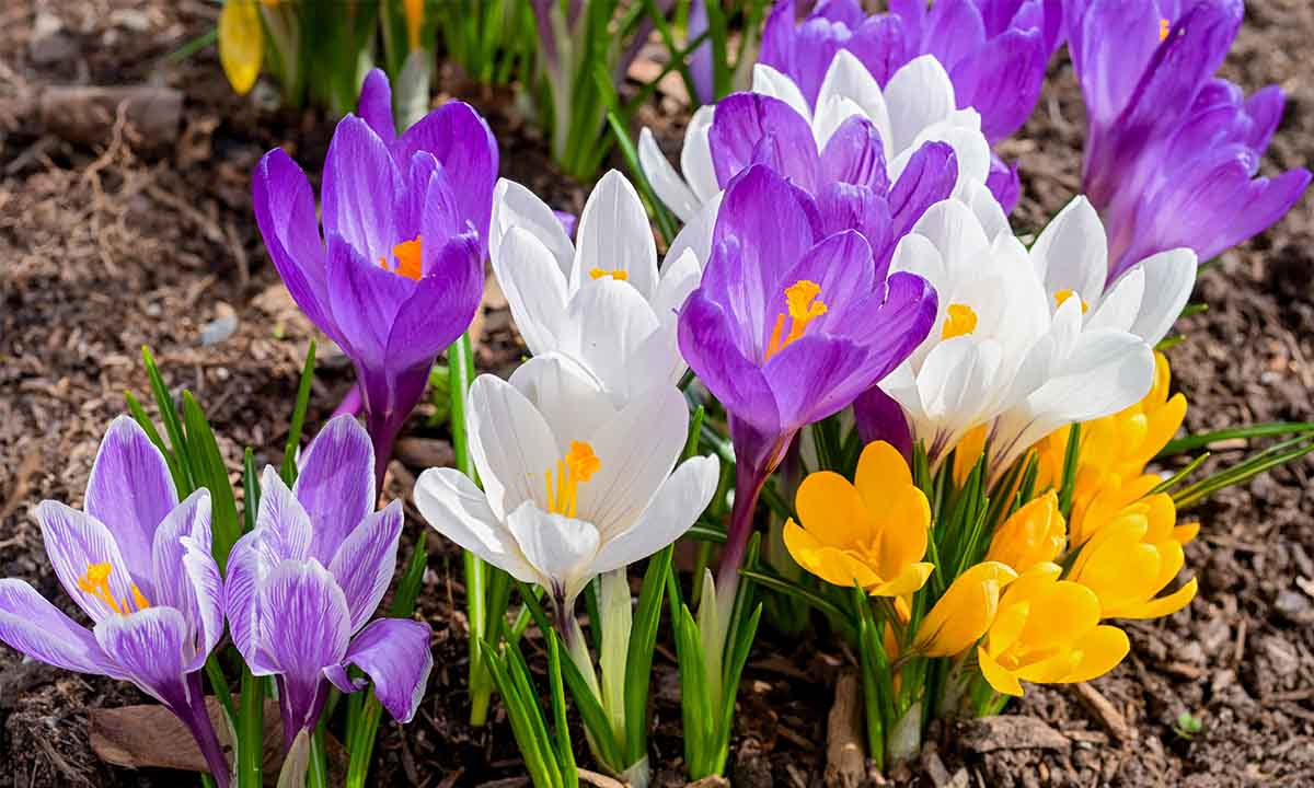 Blog-Bulbs-1200×720
