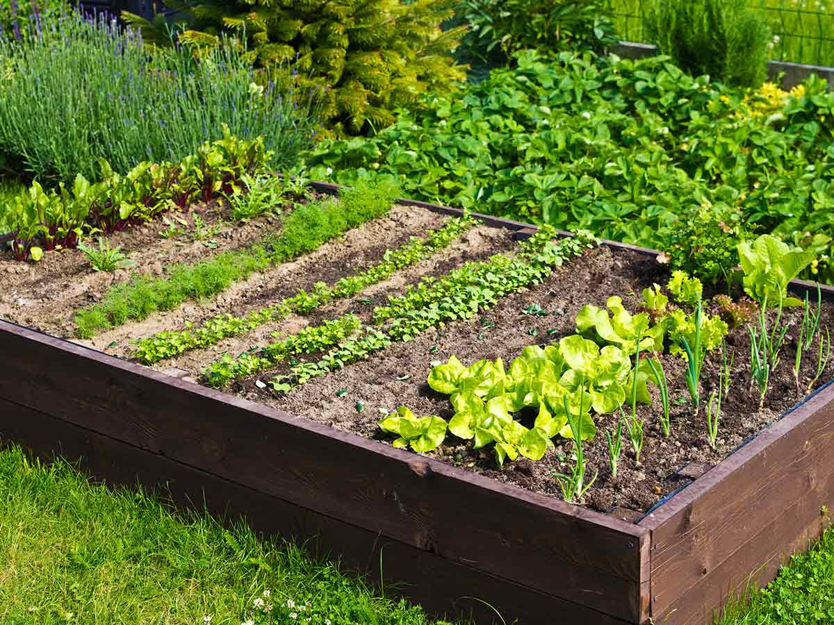 Blog-header-vegetable-beds