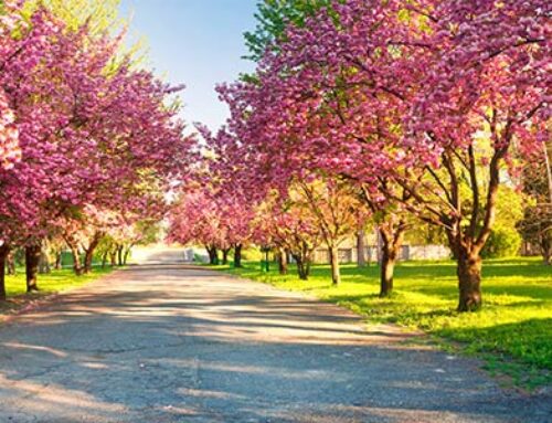 Jobs to do in the Garden in April 2025