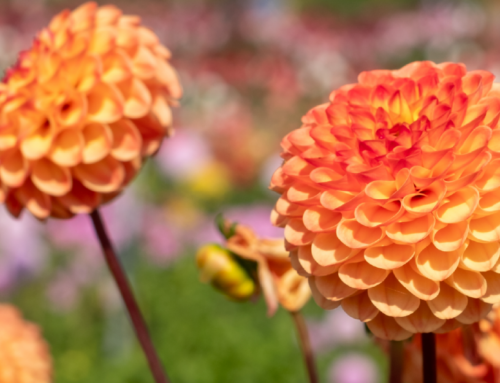 How To Plant Dahlia Tubers