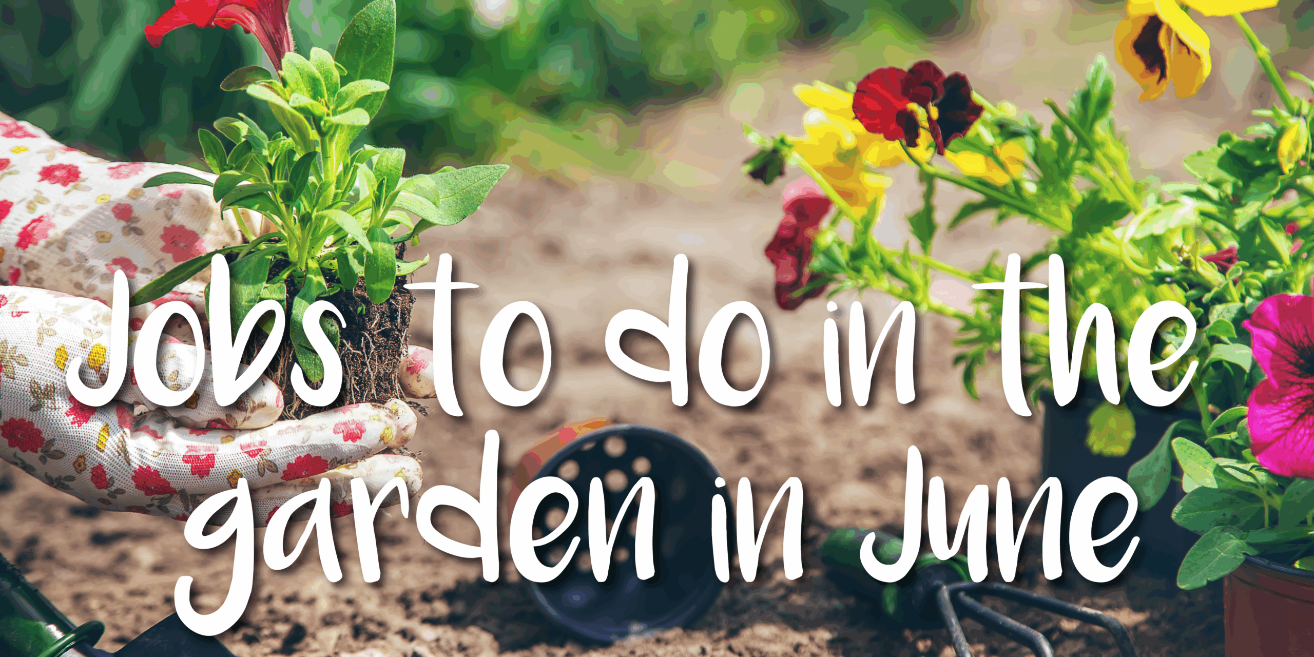Jobs in the garden in June at Burston Garden Centre