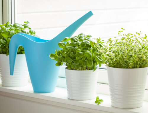 Windowsill Herb Growing