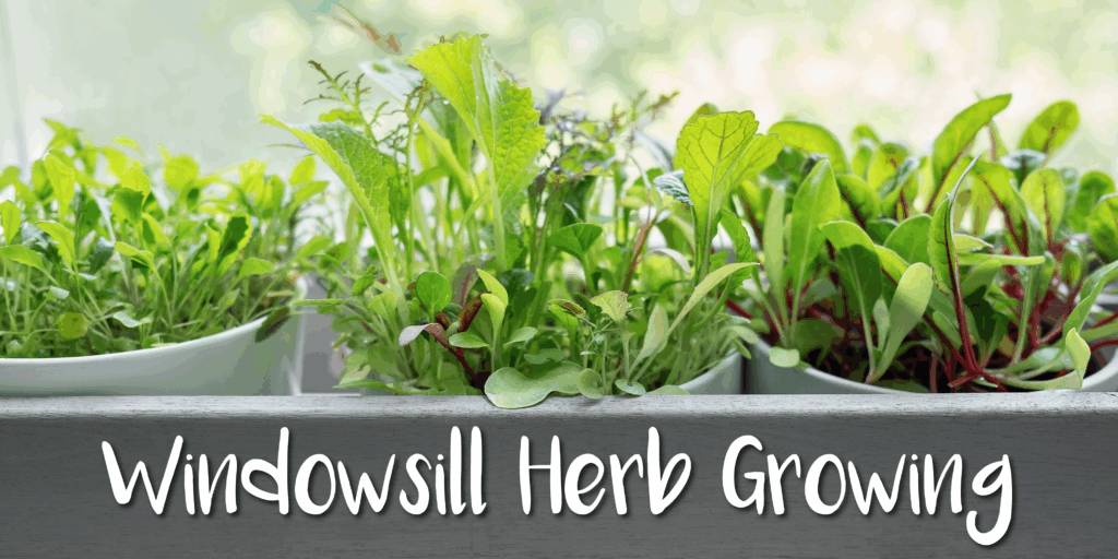 windowsill herb growing